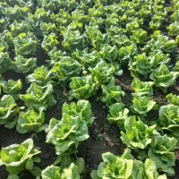 کاهو تمیز پیچی|خوردنی و آشامیدنی|جویبار, |دیوار