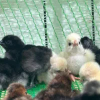 جوجه لهستانی ایام سمانی برهما|حیوانات مزرعه|رشت, گیل|دیوار