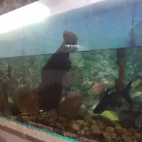 فروش آکواریوم