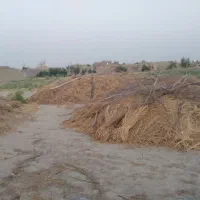 کاه گندم