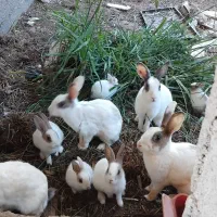 بچه خرگوش