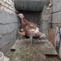 بوقلمون و مرغ کاکلی