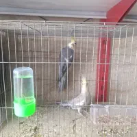 عروس هلندی جفت