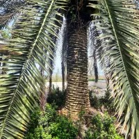 نخل|گل و گیاه طبیعی|کلارآباد, |دیوار