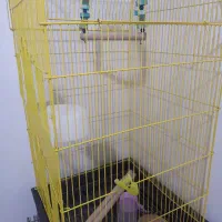 قفس عروس هلندی