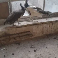 طاووس