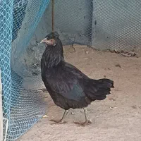 مرغ و خروس (جوجه ۵ ماهه)|حیوانات مزرعه|اردبیل, |دیوار