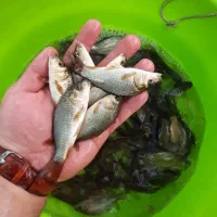 بچه ماهی کپور استخر پرورش ماهی