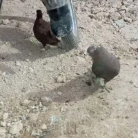 کفتر تافته‌ای سرخ دم سفید|پرنده|شیراز, جوادیه|دیوار