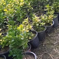 شمشاد طلایی ونعنایی قیمت درهم بگیرید 10|حراج|عباس‌آباد, |دیوار