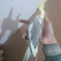 عروس هلندی دستی سخنگو ۵ کلمه