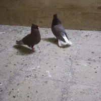 دم سفیدشیش دنگ|پرنده|قم, باسکول|دیوار