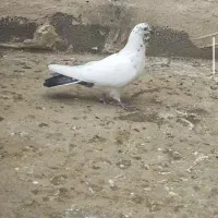 کبوتر کوچه بازاری نیست