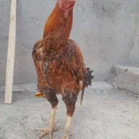 تعدادی خروس و مرغ لاری و محلی و زینتی