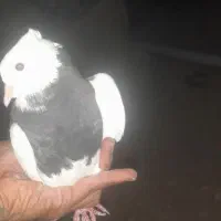 کبوتر|پرنده|دهدشت, |دیوار