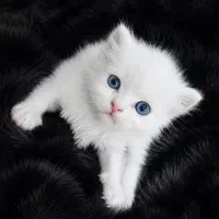 گربه|گربه|بردسکن, |دیوار