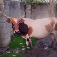 گاو با گوساله نر سیمینتال|حیوانات مزرعه|اسالم, |دیوار