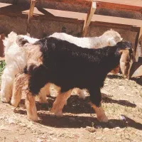 ۳ راس بزغاله ماده