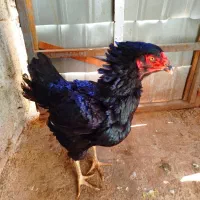 مرغ و خروس لاری و یک مرغ لاری کرچ