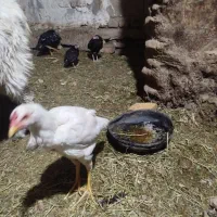 توافقی|حیوانات مزرعه|سراوان, |دیوار