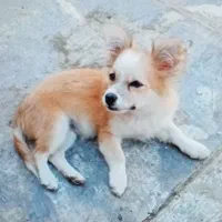 فروشی سگ ماده فوری|سگ|مرودشت, فاز دوم شهرک فرهنگیان|دیوار