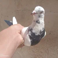 کبوتر دمبی