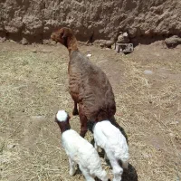 میش جملی|حیوانات مزرعه|تربت جام, میان جام|دیوار