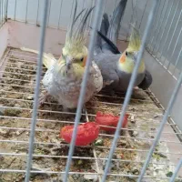 طوطی|پرنده|بهبهان, |دیوار