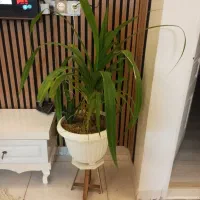 گلدون طبیعی