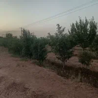 باغ|خدمات باغبانی و درختکاری|زبرخان, |دیوار