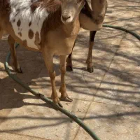 اهویی و بره
