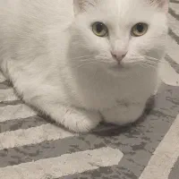 گربه