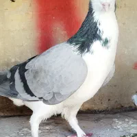 ی بوم واز بومی نروماده بدرنگ|پرنده|اصفهان, شهرستان|دیوار