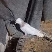 کبوتر