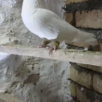 کبوتر سفید|پرنده|بیرانوند, |دیوار