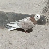 کبوتر شازده زرد نر