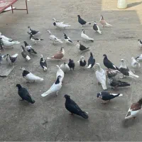 تعداد ۴۱ عدد کبوتر کلی|پرنده|مشهد, شهید معقول|دیوار
