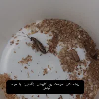 سم سوسک کش تضمینی ۱۰۰درصد