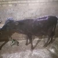 گوساله نر یک ساله|حیوانات مزرعه|روانسر, |دیوار