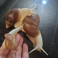 فروش حلزون و خاویار حلزون