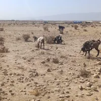 کهره چاق نقلی|حیوانات مزرعه|شیراز, شهرک امام حسن|دیوار
