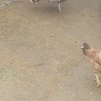 چهارعددبوقلمون ماده فروش