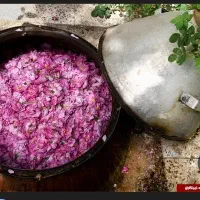 تور گلاب گیری کاشان جمعه ۱۱ اردیبهشت