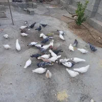 کبوتر|پرنده|نورآباد ممسنی, |دیوار