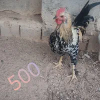 فروش تعدادی خروس|حیوانات مزرعه|بهبهان, |دیوار