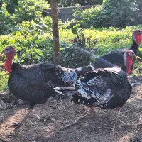 بوقلمون نر محلی|حیوانات مزرعه|گلوگاه بابل (گلیا), |دیوار