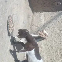 فروش دو عدد گوسفند مال داری