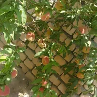 اجاره زمین 2.5هکتار جهت کاشت درخت هلو باشرایط ذیل