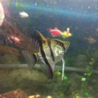 آکواریوم شیشه ای خم|ماهی|مشهد, موسوی قوچانی|دیوار