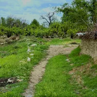 فروش-باغ-در-شهرستان-کوار